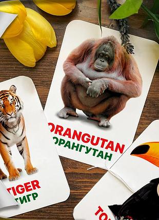 Карточки домана ‘‘животные азии’’ – развивающие карточки для детей, на английско-украинском языке, в наборе 16 карточек