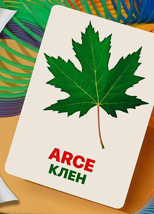 Карточки домана ‘‘листья и деревья’’ – развивающие карточки для детей, на испанско-украинском языке, в наборе 24 карточки