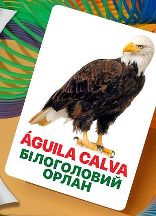Карточки домана ‘‘животные северной америки’’ – развивающие карточки для детей, на испанско-украинском языке, в наборе 16 карточек