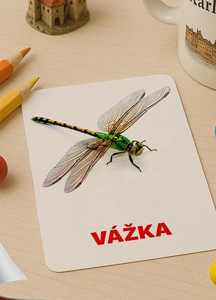 Картки домана ‘‘комахи’’ – розвиваючі картки для дітей, чеською мовою, у наборі 16 карток