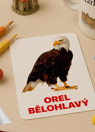 Карточки домана ‘‘животные северной америки’’ – развивающие карточки для детей, на чешском языке, в наборе 15 карточек