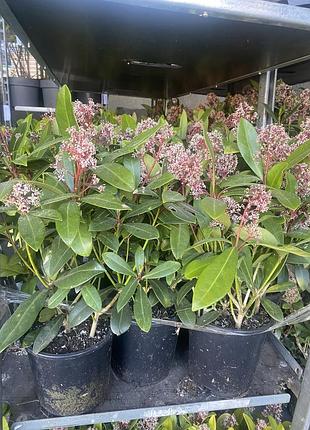 Вічнозелена скіммія японська skimmia japonica з рожево-білими квітами, компактна та декоративна цілий рік. акція 2+1= 4
