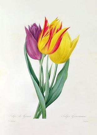 Листівка pierre joseph redoute - tulipa gesneriana