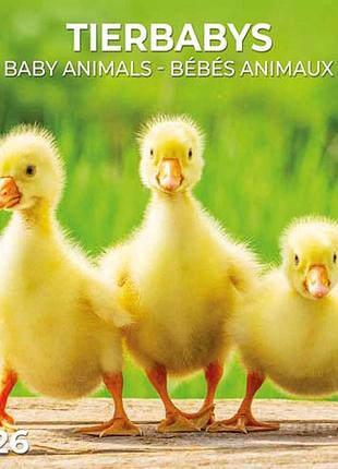 Настінний календар 2026 рік. baby animals