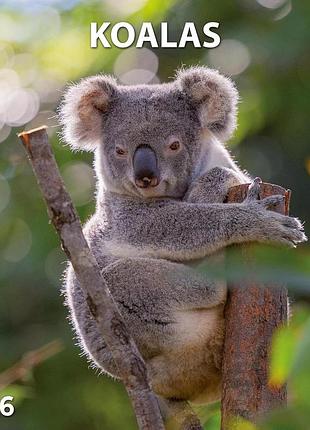 Настінний календар 2026 рік. koalas