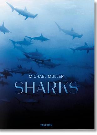 Michael muller. sharks, face-to-face with the ocean's endangered predator