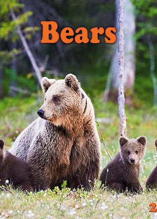 Настінний календар 2026 рік. bears