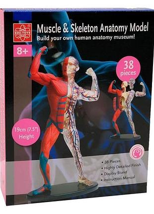 Модель м'язів і скелета людини edu-toys збірна 19 см (sk056)