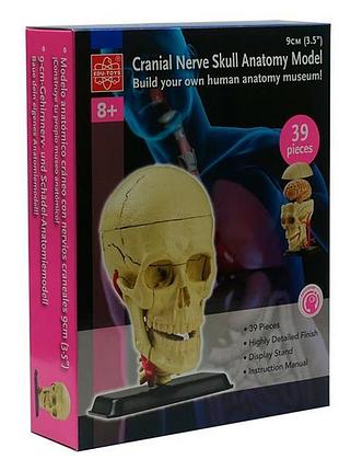 Модель черепа з нервами edu-toys збірна 9 см (sk010)