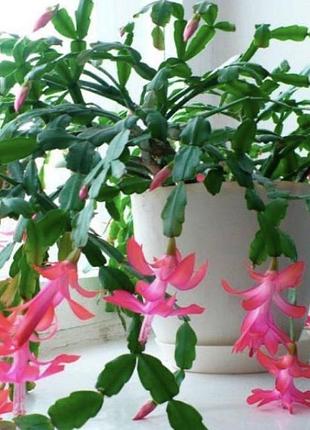 Різдвяник  schlumbergera 2