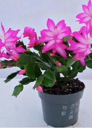 Різдвяник  schlumbergera 3