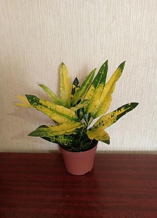 Кротон sunny star 2