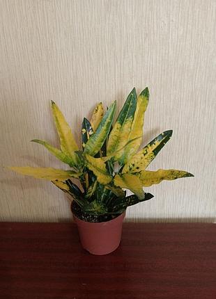 Кротон sunny star 4