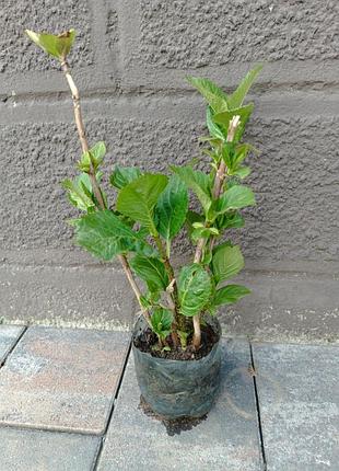 Гортензия хамелеон 3