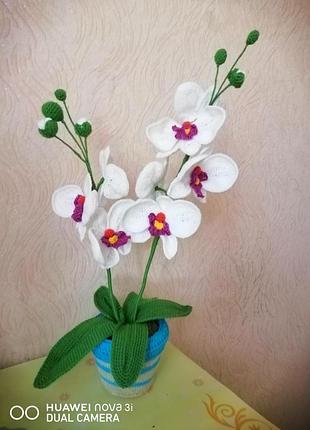 Вазаная орхидея 5