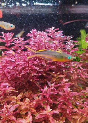 Ротала макрандра баттерфляй / rotala macrandra butterfly