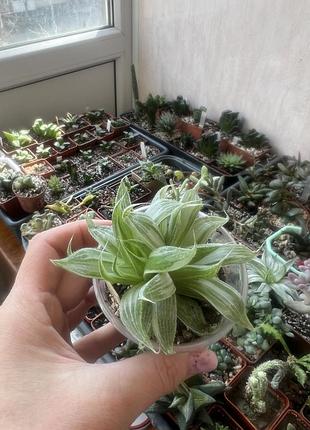 Хавортія. haworthia retusa 'gray ghost'.