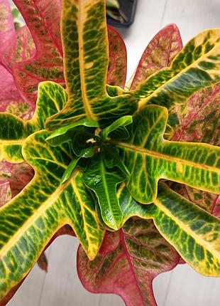 Кротон экселент croton excellent codium 6