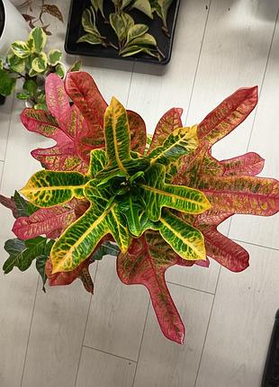 Кротон экселент croton excellent codium 5