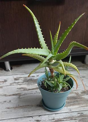 Алоэ древовидное (aloe arborescens) 6