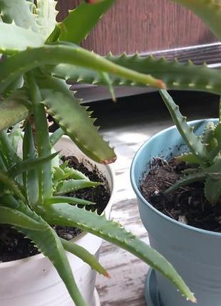Алоэ древовидное (aloe arborescens) 4