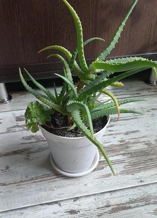 Алоэ древовидное (aloe arborescens) 5