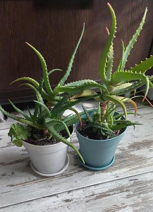 Алоэ древовидное (aloe arborescens) 2