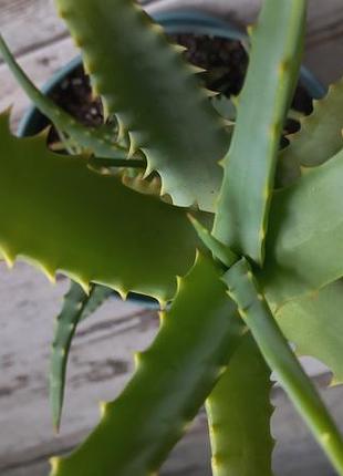 Алоэ древовидное (aloe arborescens) 7