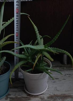 Алоэ древовидное (aloe arborescens) 8