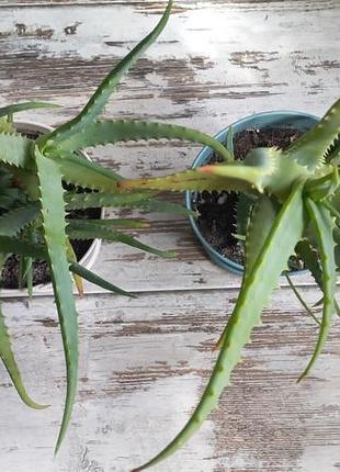 Алоэ древовидное (aloe arborescens) 3