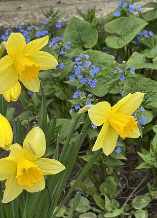 🌼 нарцисс жёлтый — луковицы для посадки 🌼 4