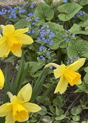 🌼 нарцисс жёлтый — луковицы для посадки 🌼 2