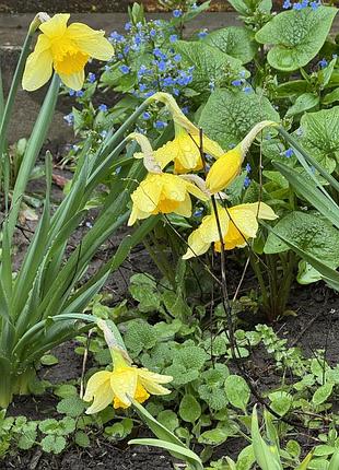 🌼 нарцисс жёлтый — луковицы для посадки 🌼 3