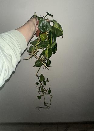 Philodendron scand «brasil». філодендрон. (ø 12 см, h 20 см).