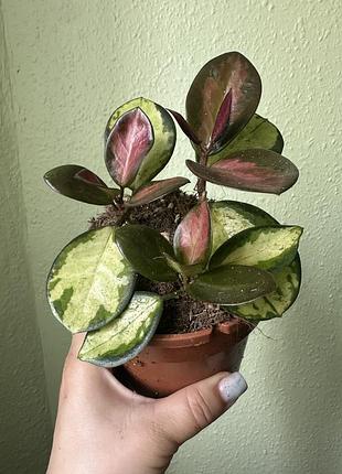 Хойя австраліс ліза (hoya australis lisa)