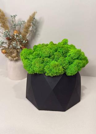 Кашпо crystal moss велике зі стабілізованим мохом 145×90 мм