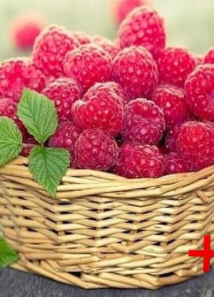 Алмазная мозаика на подрамнике colorart 30x40 малина в корзине stp480 + подарок лак для покрытия