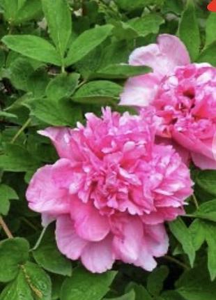 Півонія pink,кореневище 2