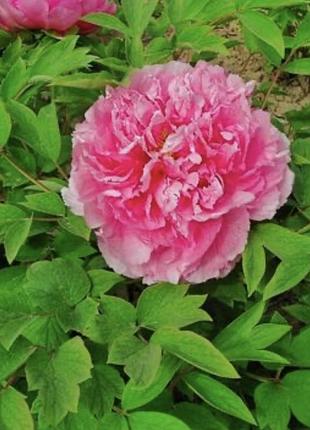 Півонія pink,кореневище 3