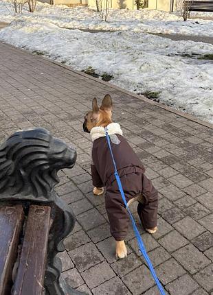 Пуховік на песика хs