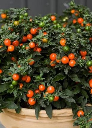 Коралловый куст, или паслен ложноперечный.