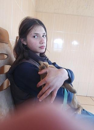 Продаю цуценя 6