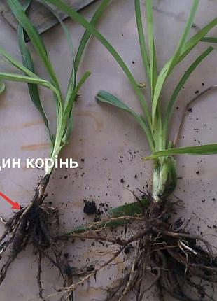 Желтый лилейник цитрина,корень лилейника 2