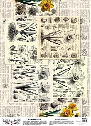 Деко веллум (лист кальки с рисунком) spring botanical story нарциссы, а3 (29,7см х 42см)