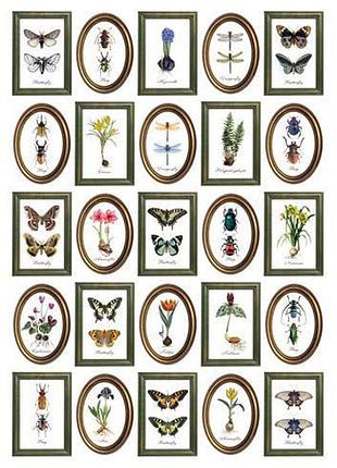 Оверлей botanical stories in frames 21х29,7 см
