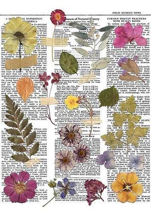 Оверлей botanical story 21х29,7 см