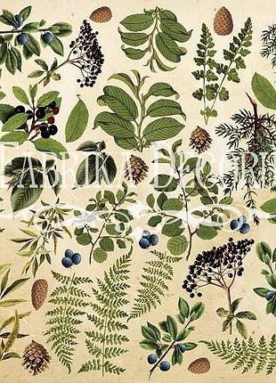 Лист с картинками для вырезания botany summer №2 30,5х30,5 см