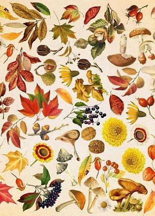 Лист с картинками для вырезания autumn botanical diary 30,5х30,5 см