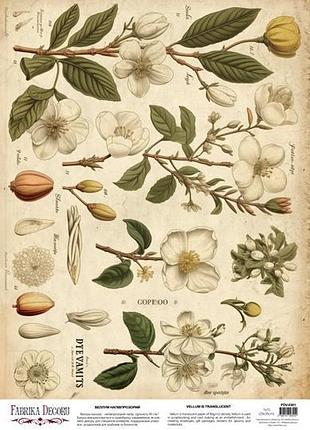 Деко веллум (лист кальки с рисунком) spring botanical story магнолии, а3 (29,7см х 42см)
