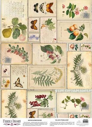 Деко веллум (лист кальки с рисунком) botany summer винтажные открытки, а3 (29,7см х 42см)